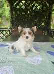 Biewer Yorkshire Terrier słodki piesek york