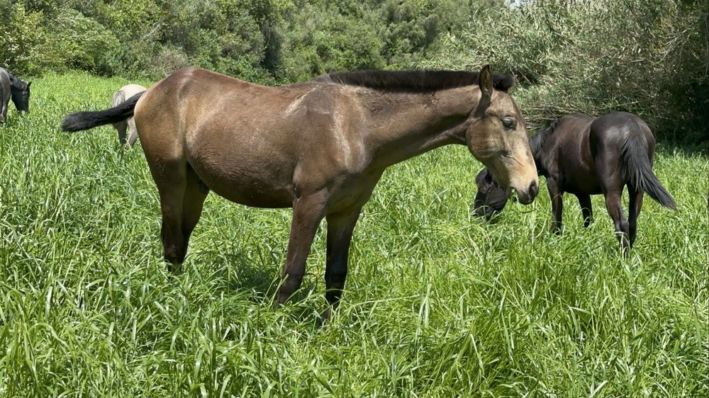 Cavalo com 4 anos, super mansinho.