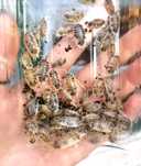 Prosionki Porcellio laevis diary cow