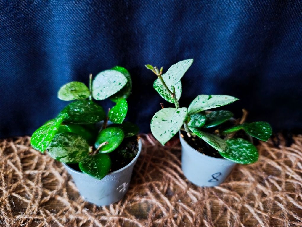 Hoya Mathilde Splash