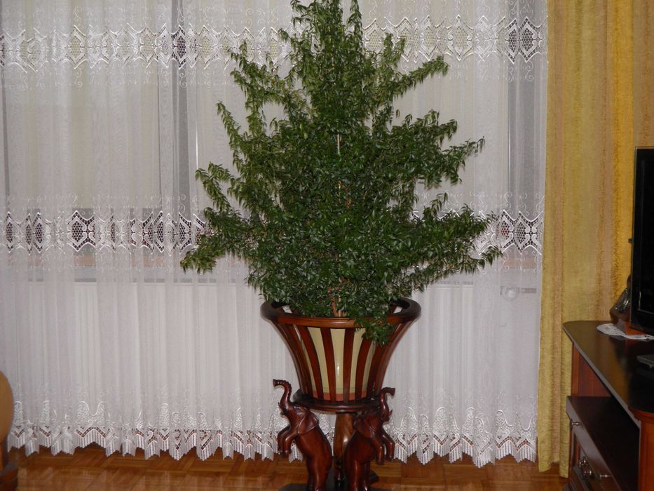 Mirt - zielone wyposażenie wnętrz  - dekoracja