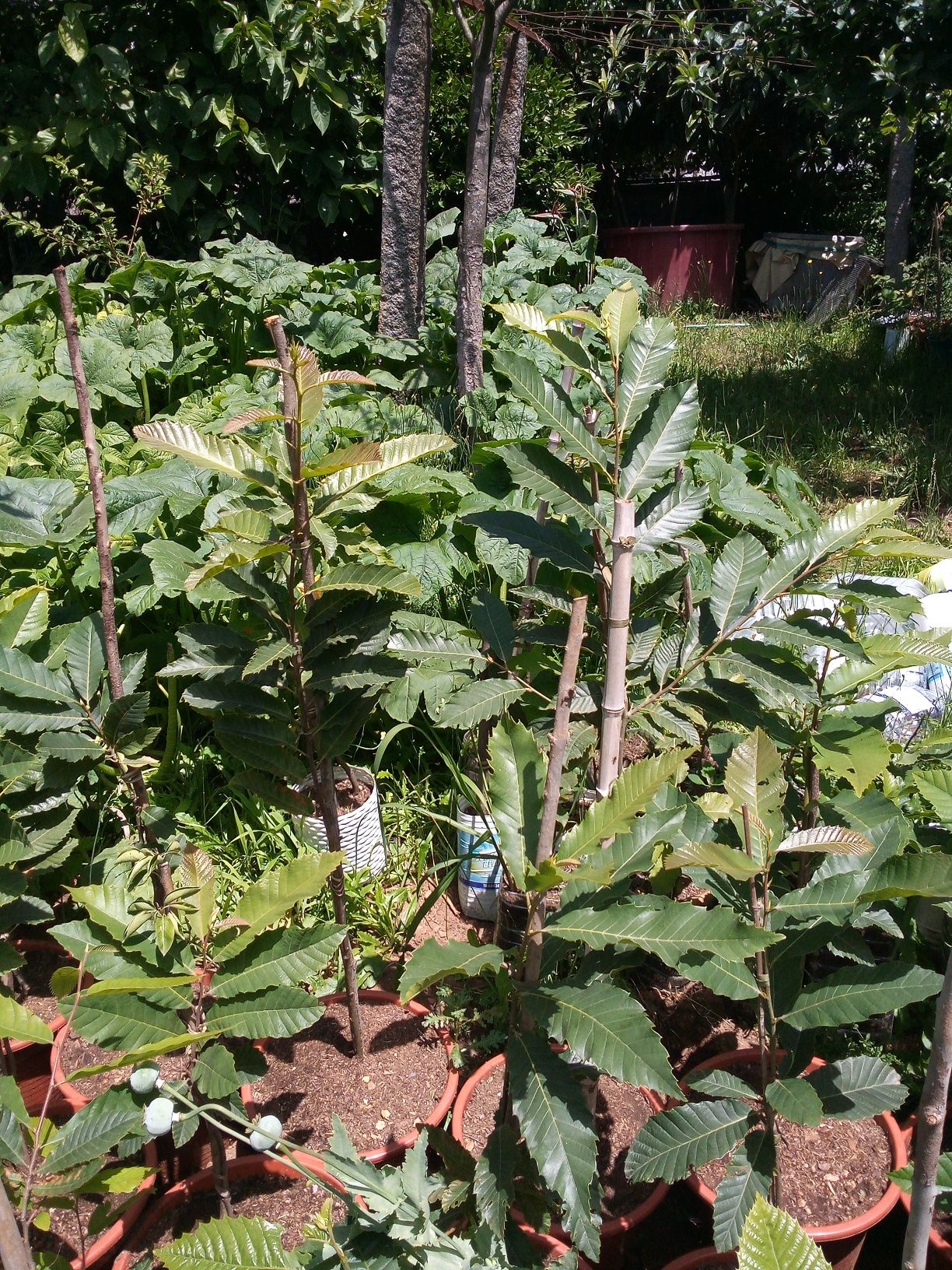 Castanheiros para plantar