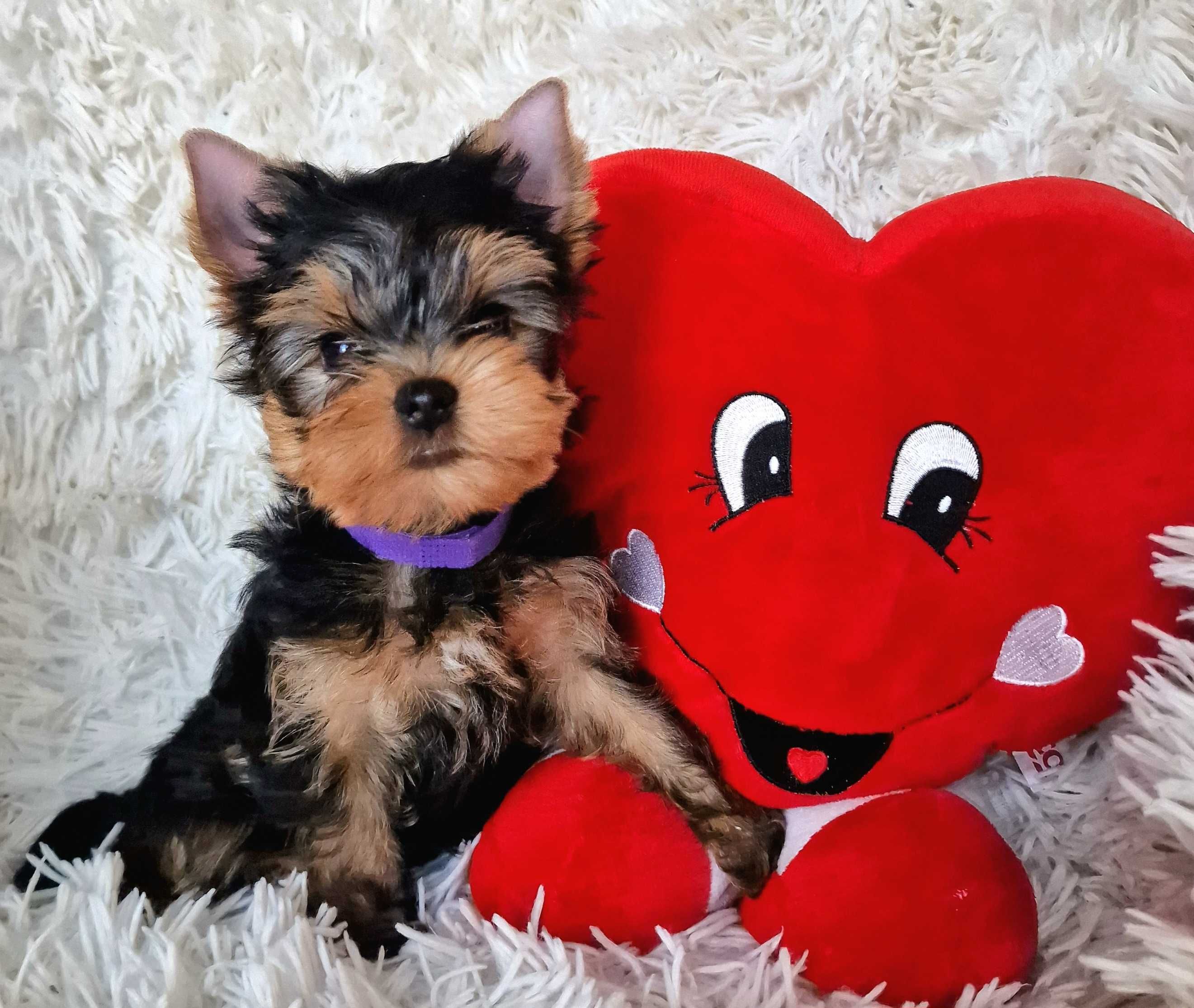 York piękna suczka z PRAWDZIWYM rodowodem, Yorkshire terrier