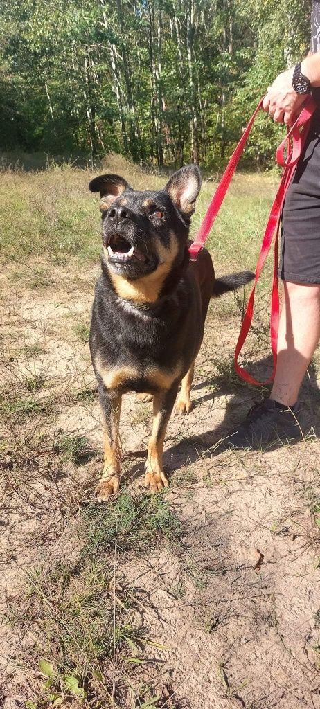 Pokochaj i adoptuj seniorka Tolka!