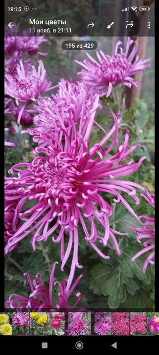 Продам хризантему.