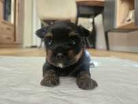 York shire terrier Black piesek czarny