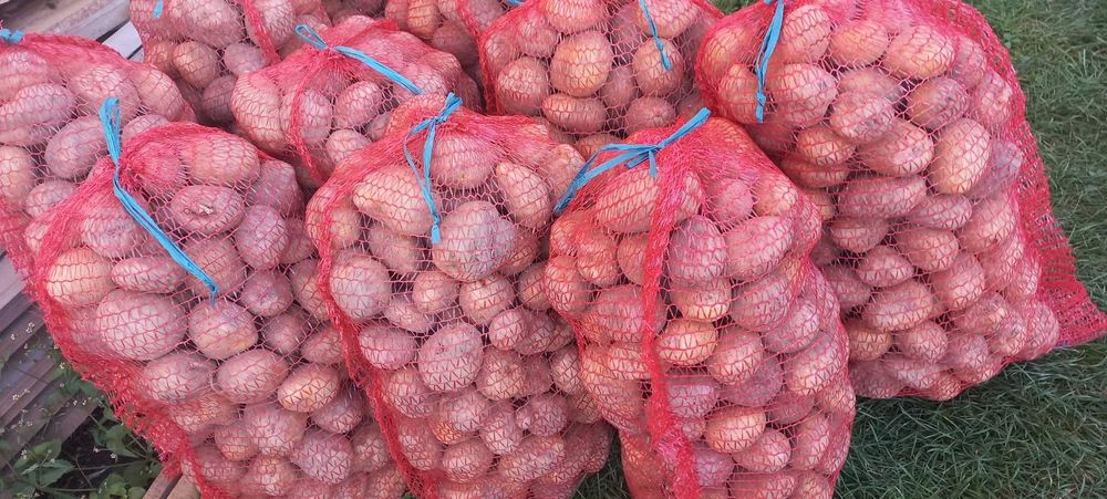 Картопля велика і дрібна