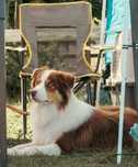 Reproduktor border collie