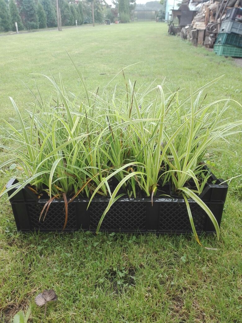 Sprzedam  carex variegata