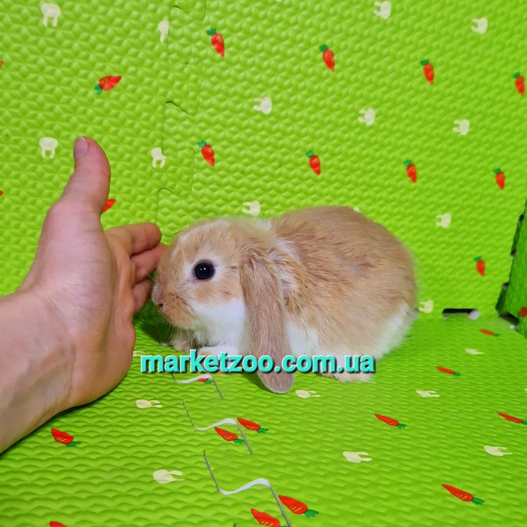 Мини міні mini lop висловухий баранчик плащовий хлопчик