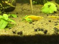 Krewetki neocardina yellow neon