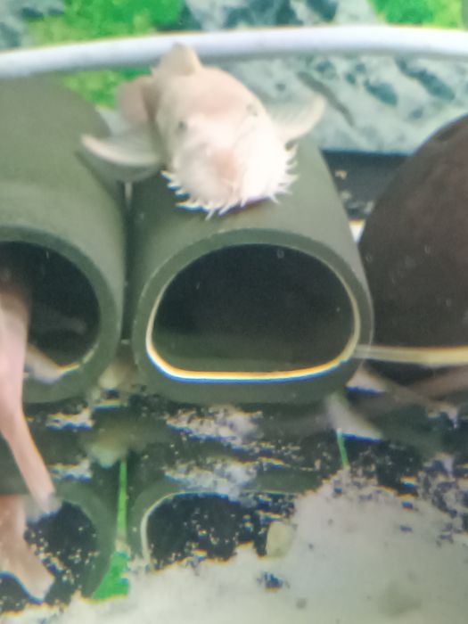 Ancistrus L144 snow white,