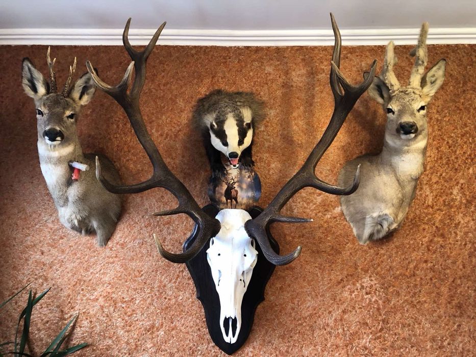 Роги Благородного Оленя