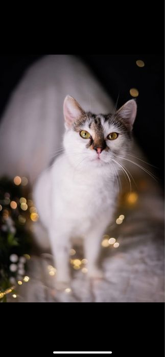 Prosimy o dom dla Niry, kochana czeka już dwa lata