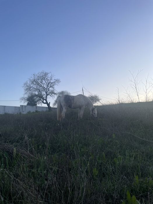 Vendo egua muito mansinha