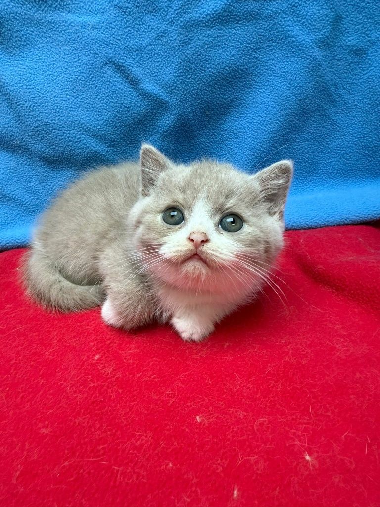 Menino british shorthair