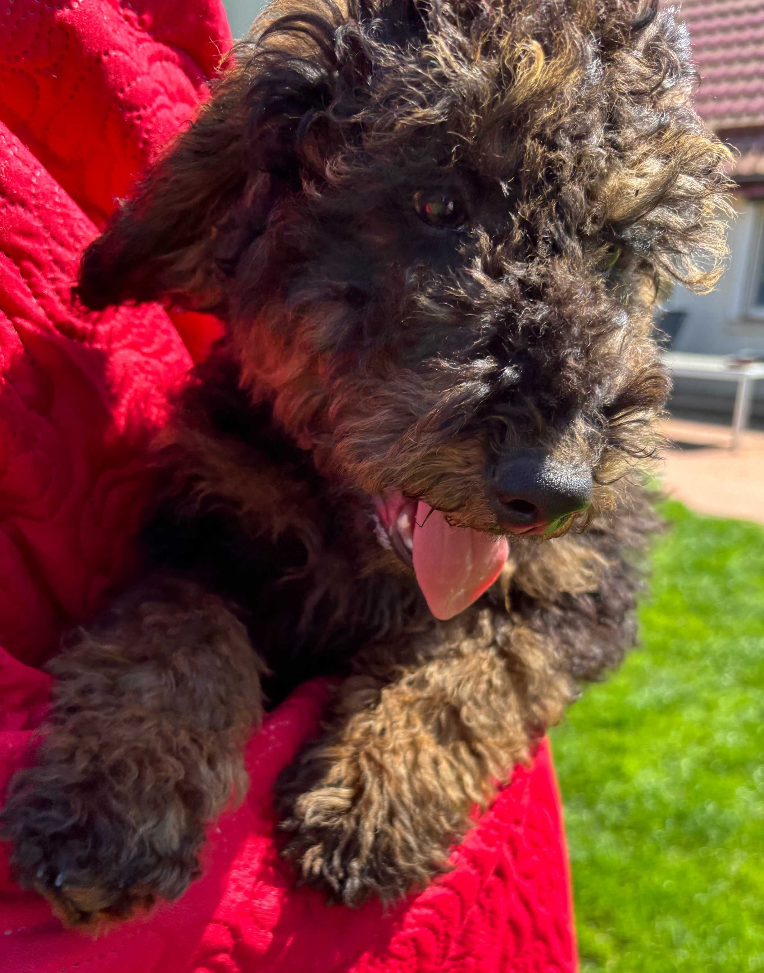Samiec mini labradoodle f2 czarny