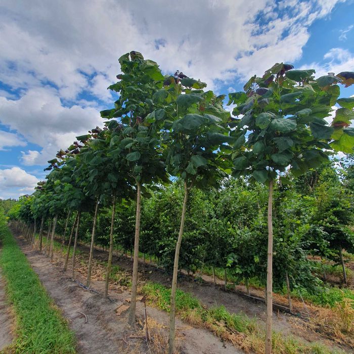 Duże drzewa alejowe-Śliwa wiśniowa Pissardi, Klon purpurowy ,Katalpa