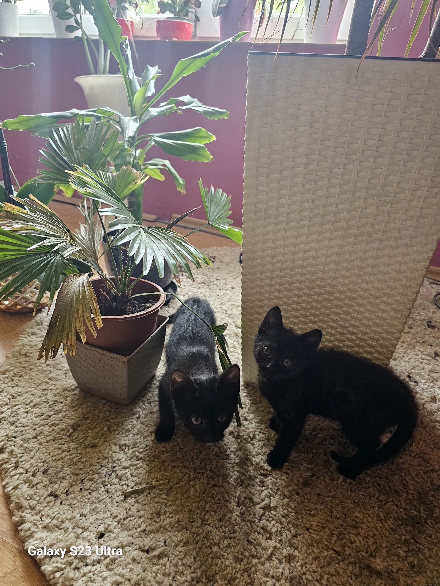 Kociambry do oddania w pakiecie