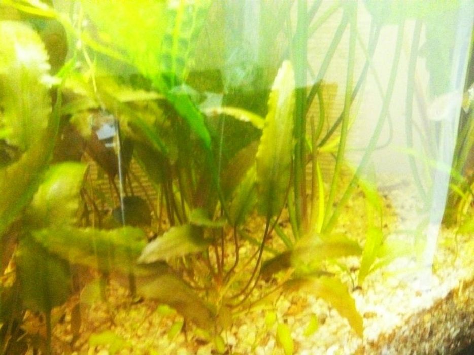 Akwarium 200 litrów z całym osprzętem filtr ryby rośliny sprawne