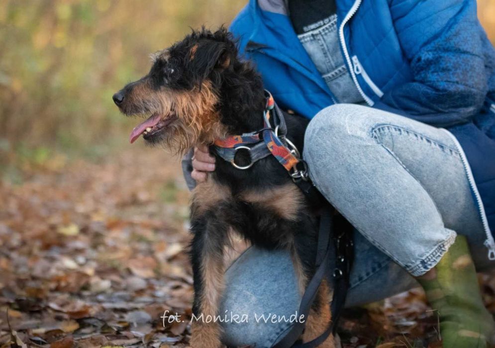 Barnej mały pies z wielkim sercem szuka swojego człowieka