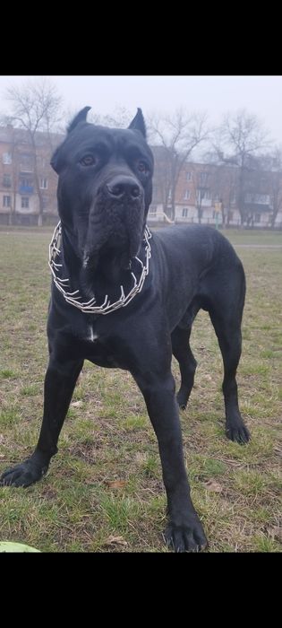 Кане Корсо вязка