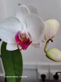 Орхидея фаленопсис City Girl
