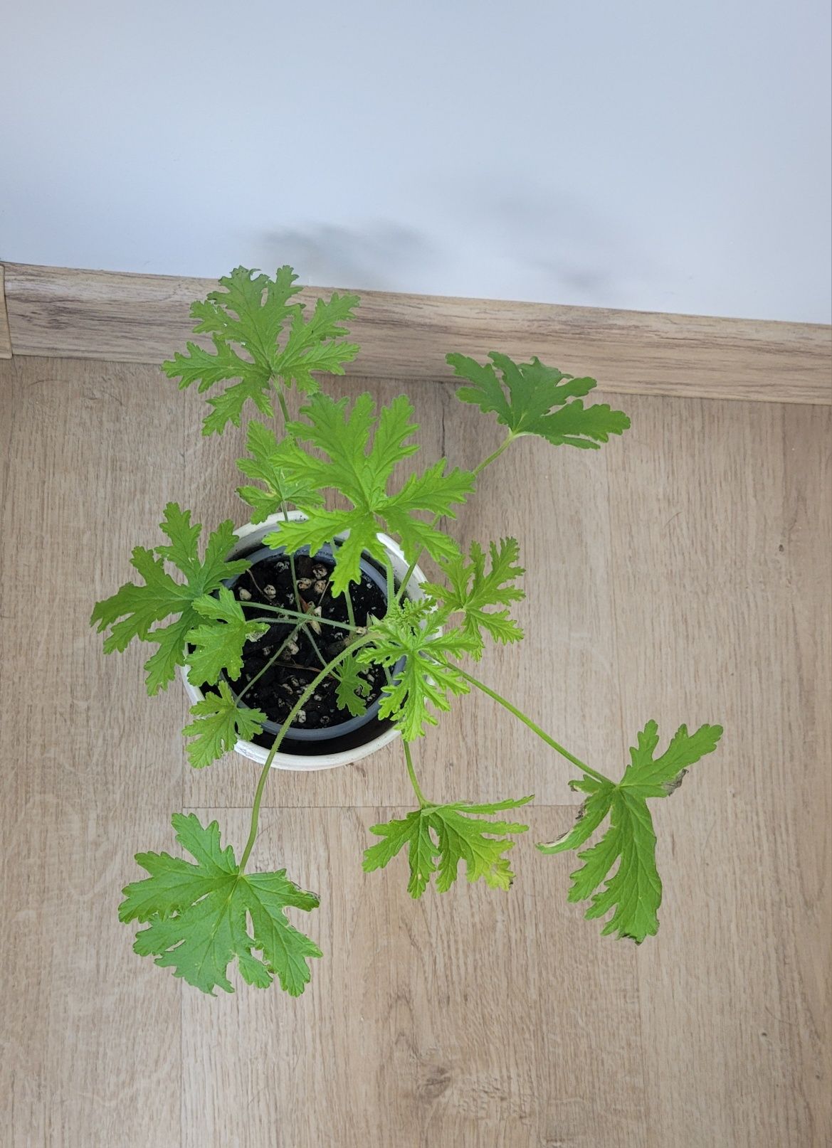 Geranium anginka roślina zielona