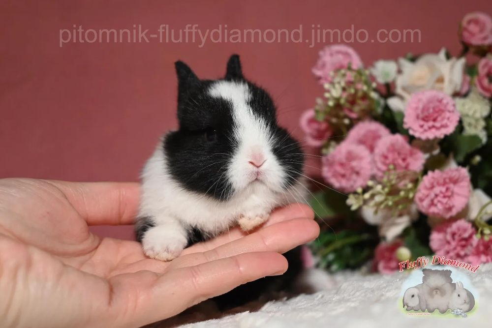 Нідерландський карлик. Дуже маленька порода кроленят!