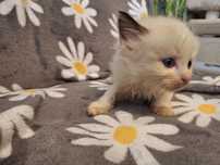 Ragdoll- dziewczynka seal bicolor