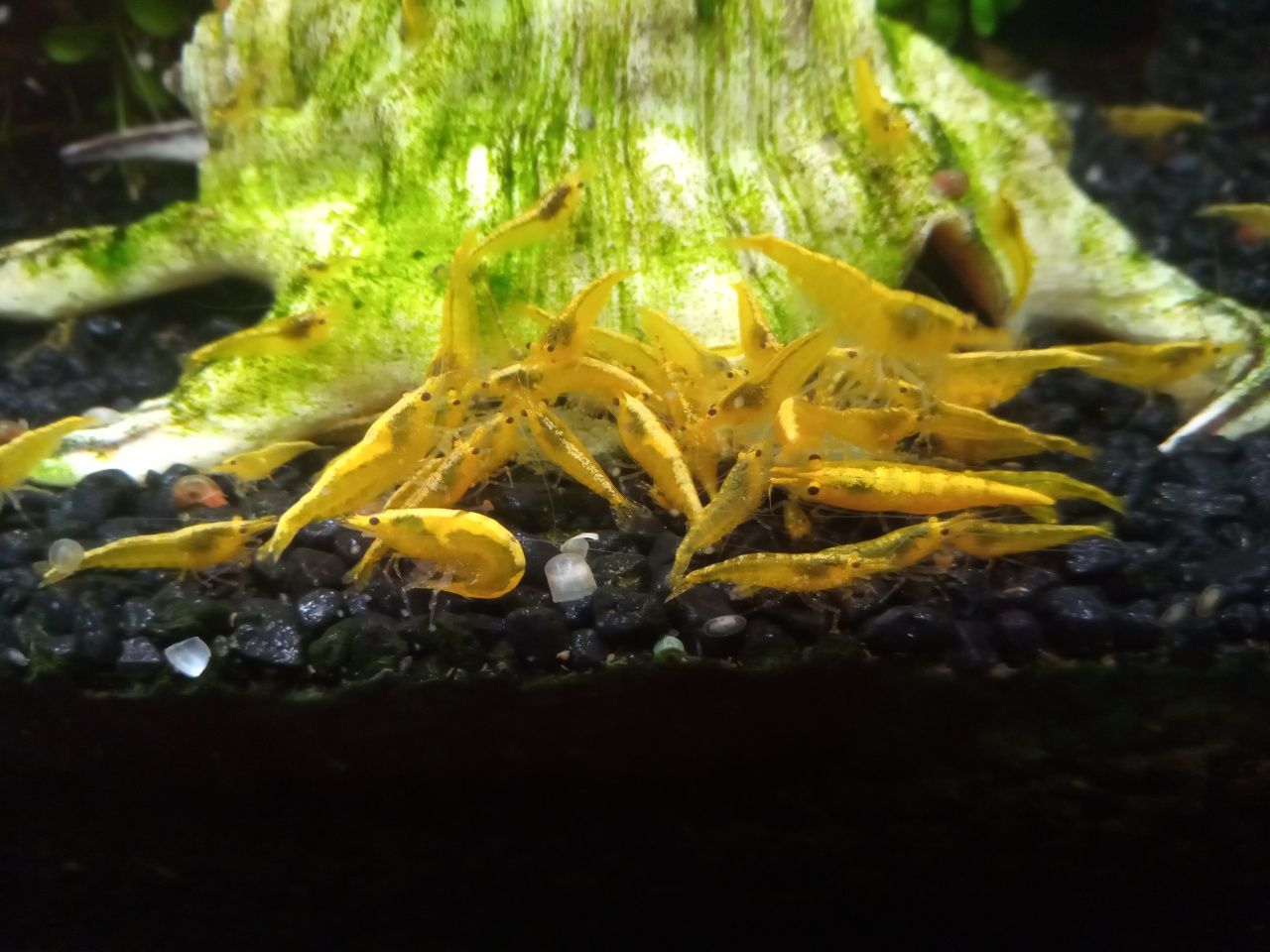 Krewetki Yellow Neon Neocaridina selekcjonowane jakość