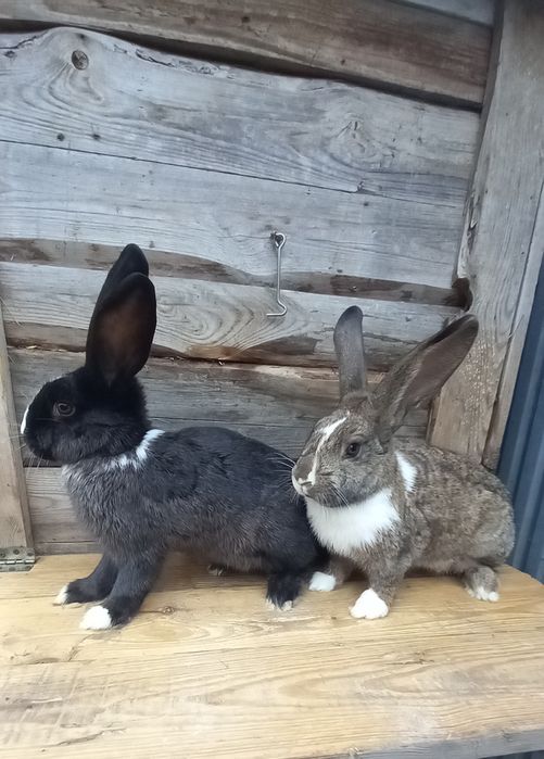 Sprzedam samice mieszańca