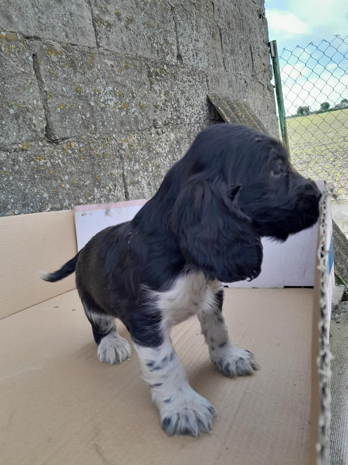 Cocker spaniel angielski