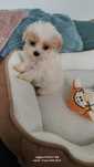 Maltipoo maleńka sunia
