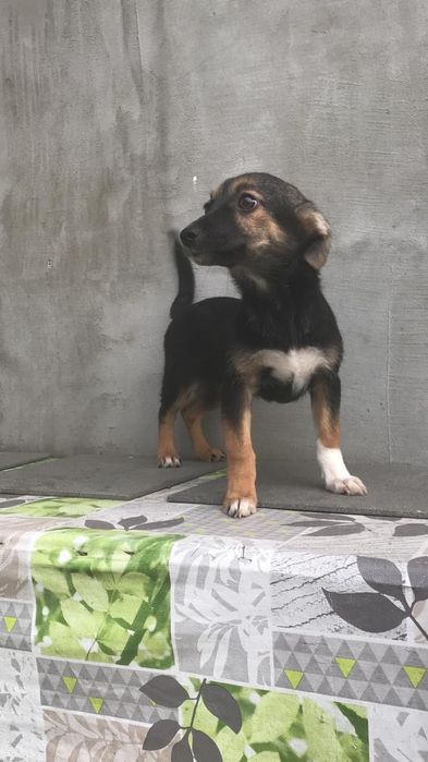 дівчата шукають родину