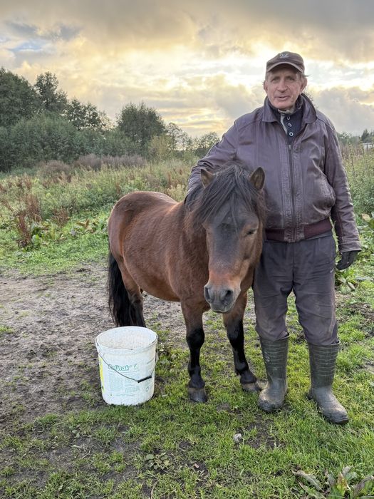 Sprzedam kucyki ze zdjecia