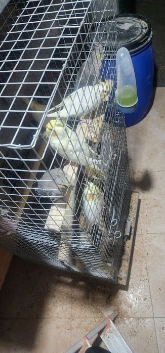 Aves caturras 2025