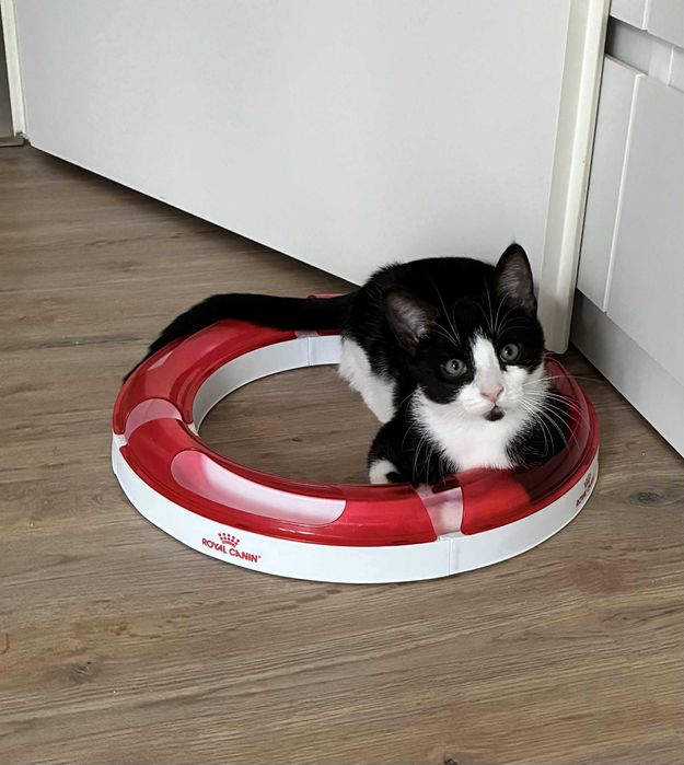 Royal Canin Catit Play Circuit Трек ігровий лабіринт для котів | Новий