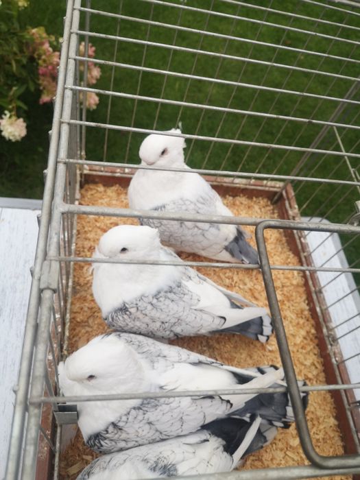 Mewki Orientalne Satynety