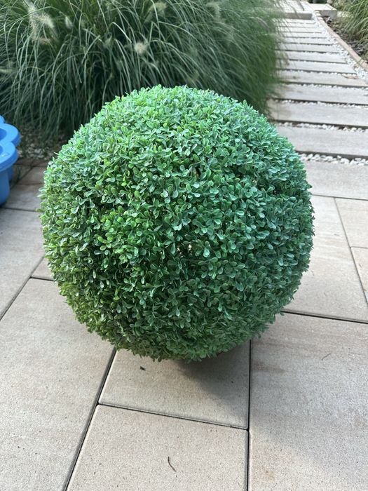 Kula bukszpanowa 50 cm srednicy