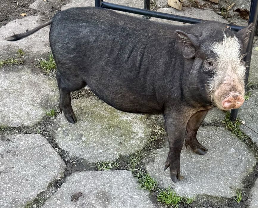 Sprzedam świnki wietnamskie Cena do negocjacji!!!