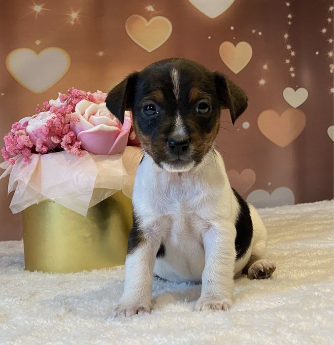 Jack Russell Terrier suczka Emi