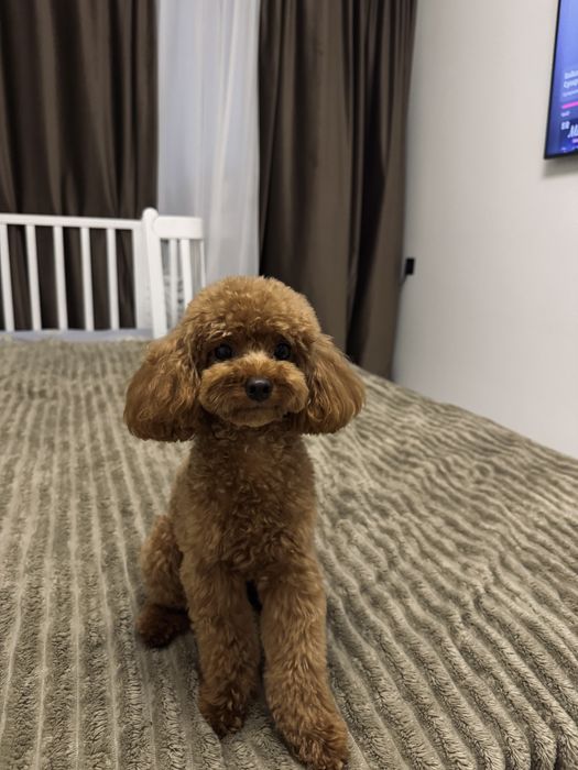 Вʼязка той пудель тикап