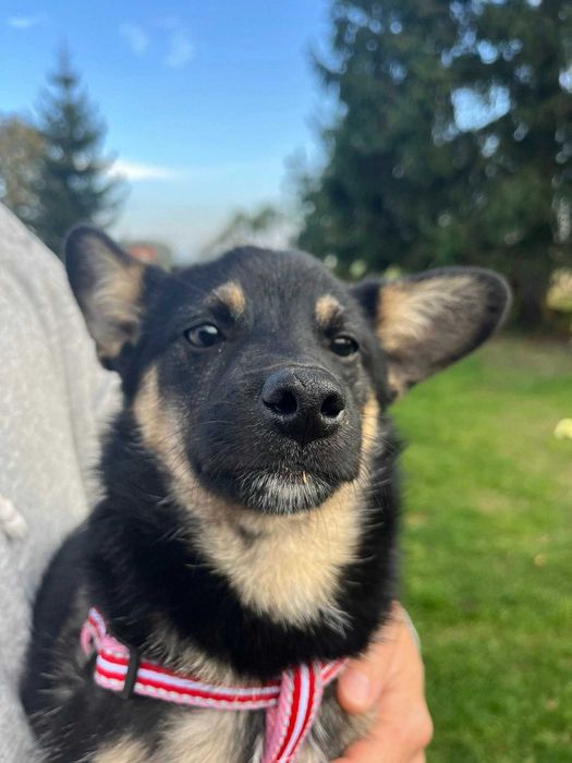 Cudny szczeniak czarny podpalany - do adopcji