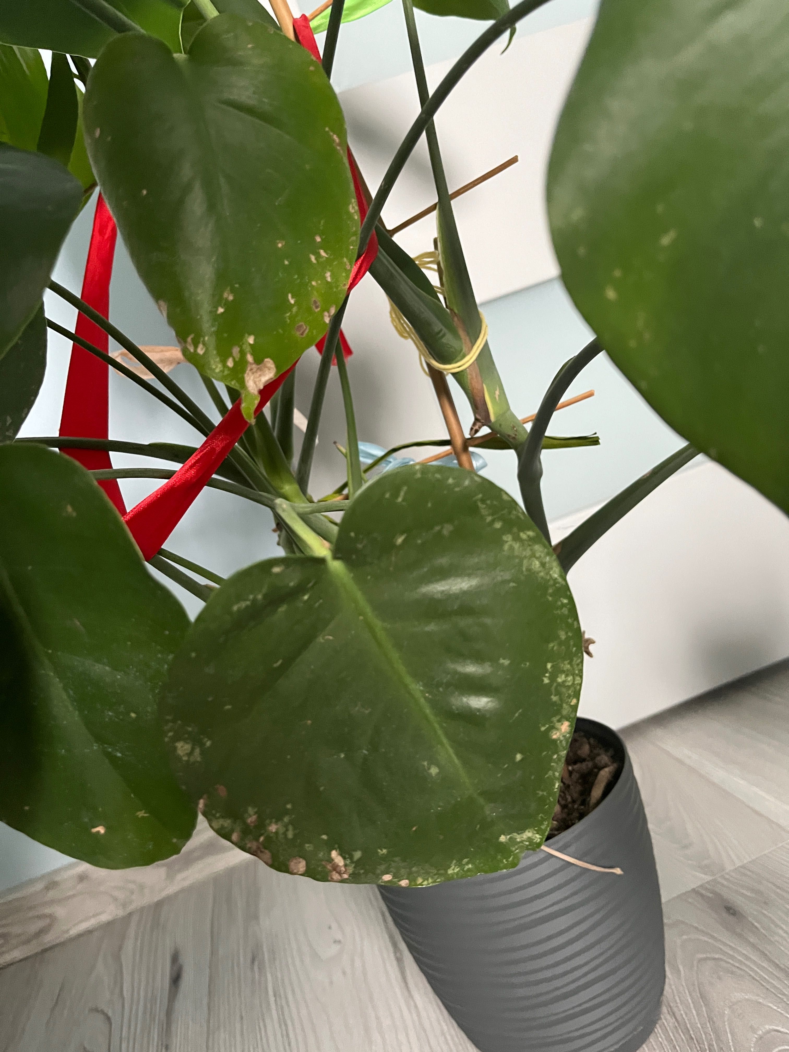 Monstera dziurawa