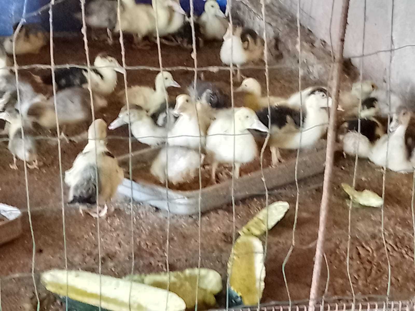 Pata com patinhos