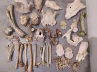 Mix czaszek i kości /czaszka dzika / czaszka krowy /jelenią/terrarium