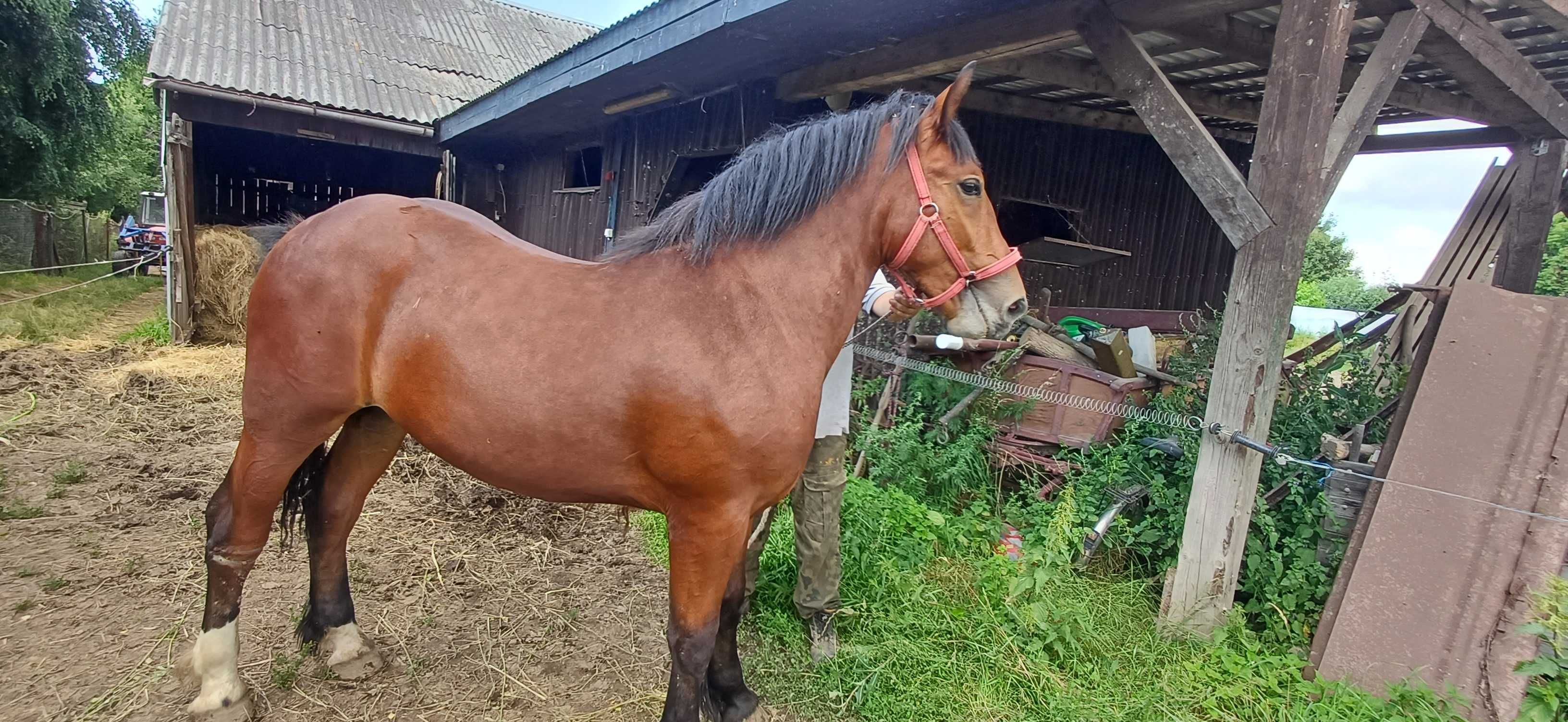 Koń źróbek źrebak