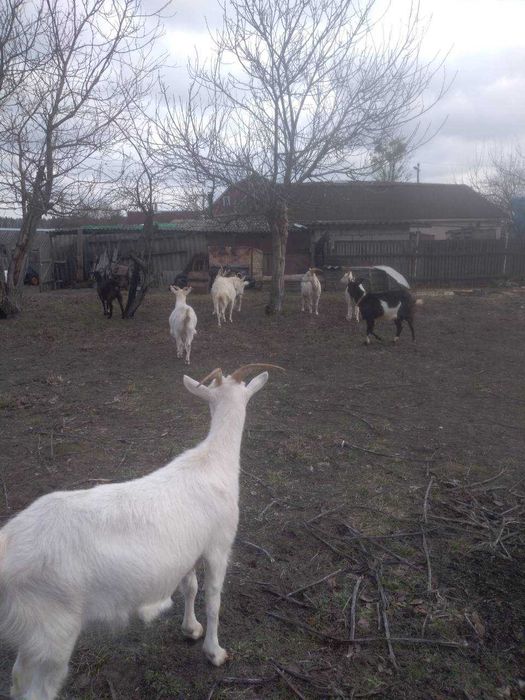 Продаються дойні кози, недорого