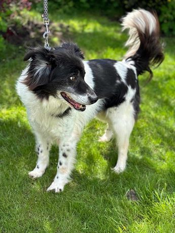 Przepiękny psiak towarzysz na emeryturę w typie border collie